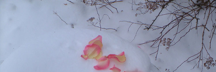 roses in the snow