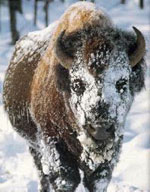 winter buffalo
